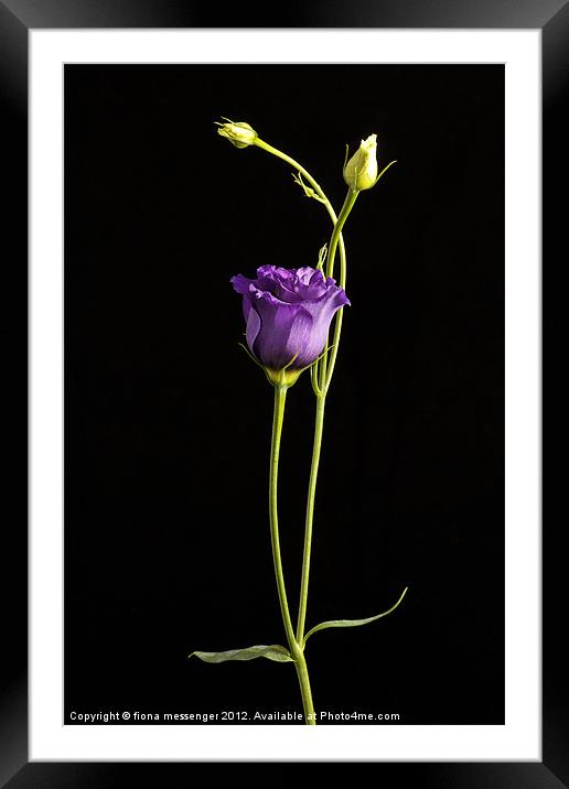 lisianthus Framed Mounted Print by Fiona Messenger