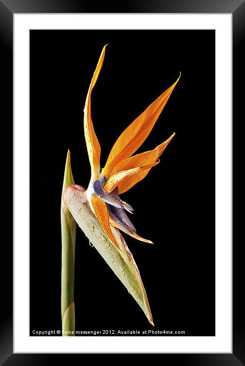 Bird of Paradise Framed Mounted Print by Fiona Messenger