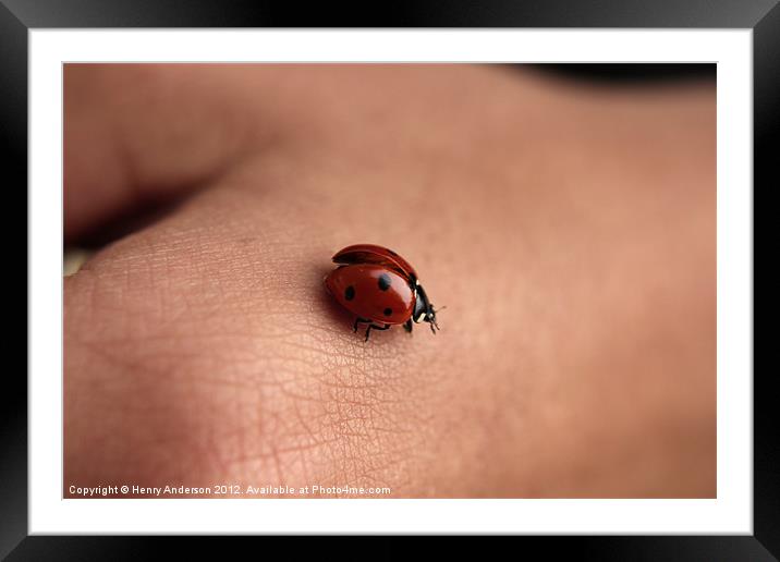 Ladybird #1 Framed Mounted Print by Henry Anderson