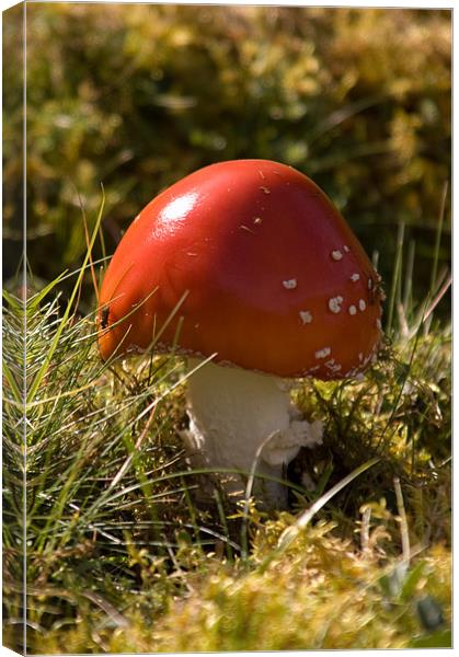 toadstool Canvas Print by bryan hynd