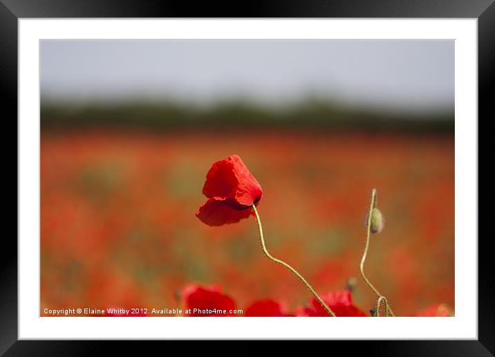 Wild Poppie Framed Mounted Print by Elaine Whitby