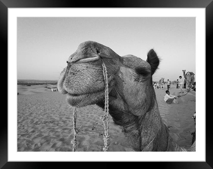 Camel Framed Mounted Print by Ashley lakra