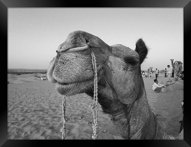 Camel Framed Print by Ashley lakra