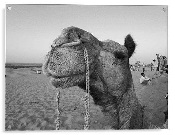 Camel Acrylic by Ashley lakra