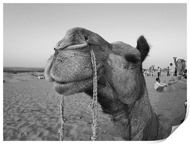 Camel Print by Ashley lakra
