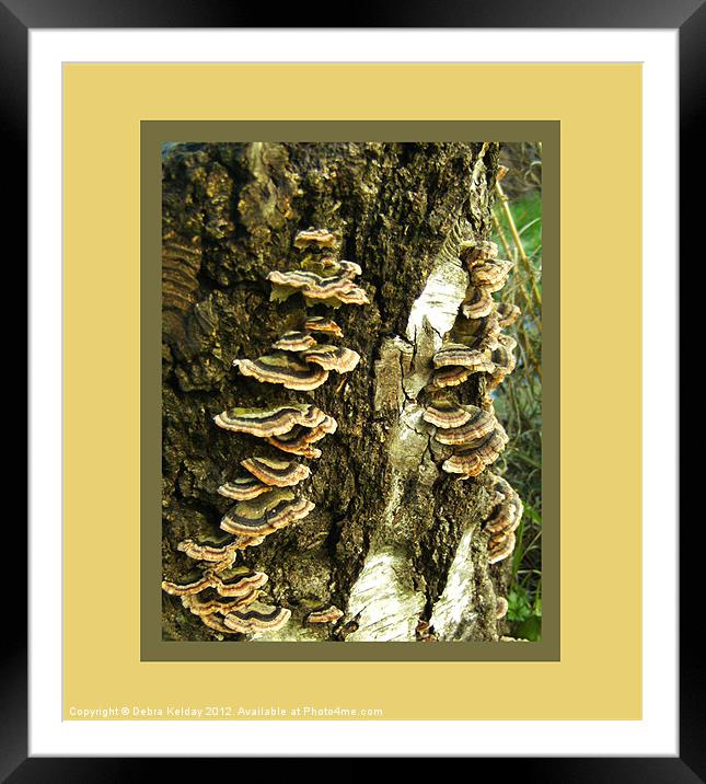 Tree Fungi Framed Mounted Print by Debra Kelday