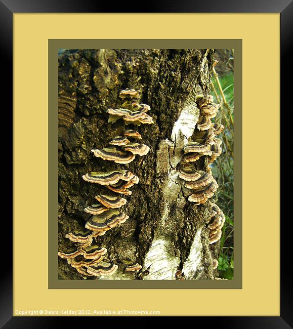 Tree Fungi Framed Print by Debra Kelday