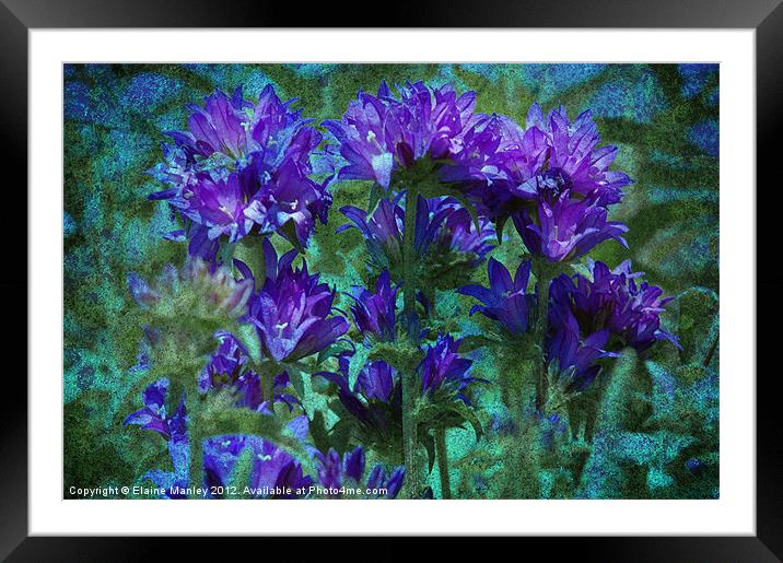 Purple Passion Flower Framed Mounted Print by Elaine Manley
