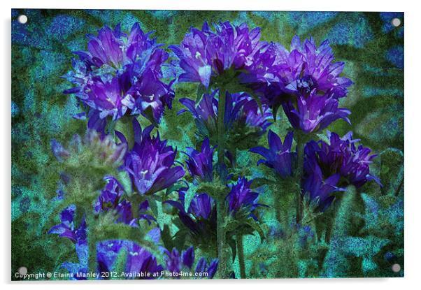 Purple Passion Flower Acrylic by Elaine Manley