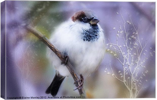 Winter Sparrow Keeping Warm Canvas Print by Elaine Manley