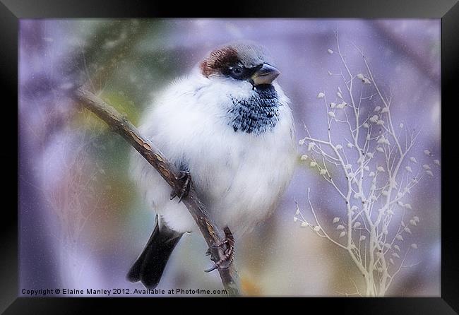 Winter Sparrow Keeping Warm Framed Print by Elaine Manley