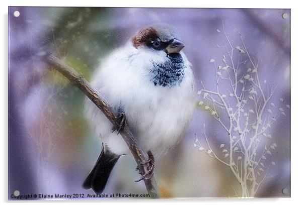 Winter Sparrow Keeping Warm Acrylic by Elaine Manley