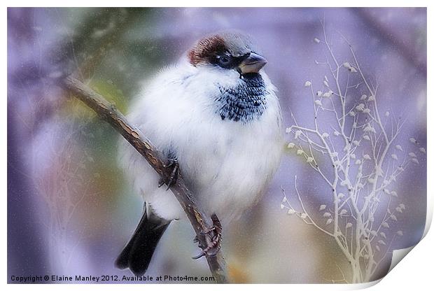 Winter Sparrow Keeping Warm Print by Elaine Manley