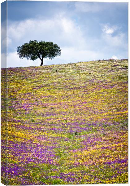 The Tree Up Wildflower Hill Canvas Print by Canvas Landscape Peter O'Connor