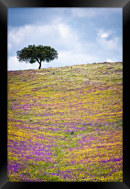 The Tree Up Wildflower Hill Framed Print by Canvas Landscape Peter O'Connor