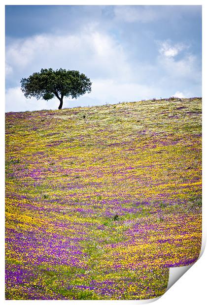The Tree Up Wildflower Hill Print by Canvas Landscape Peter O'Connor
