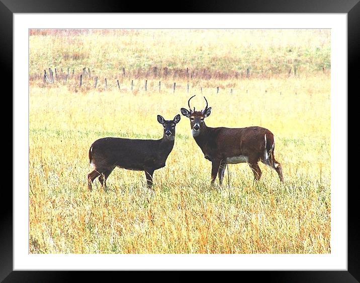 Deer Stare Framed Mounted Print by Stephanie Clayton