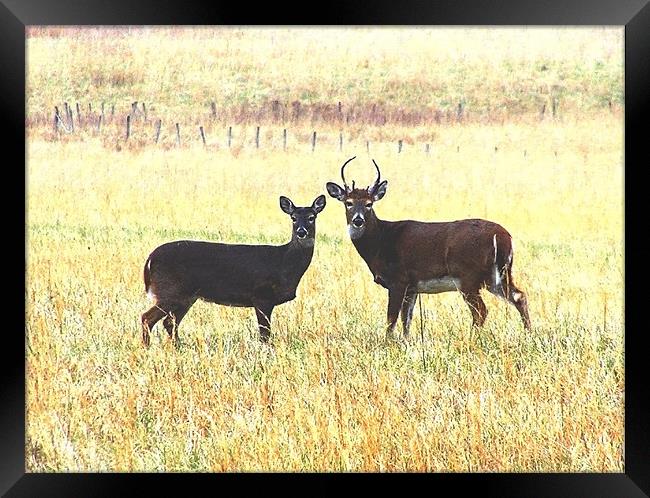 Deer Stare Framed Print by Stephanie Clayton