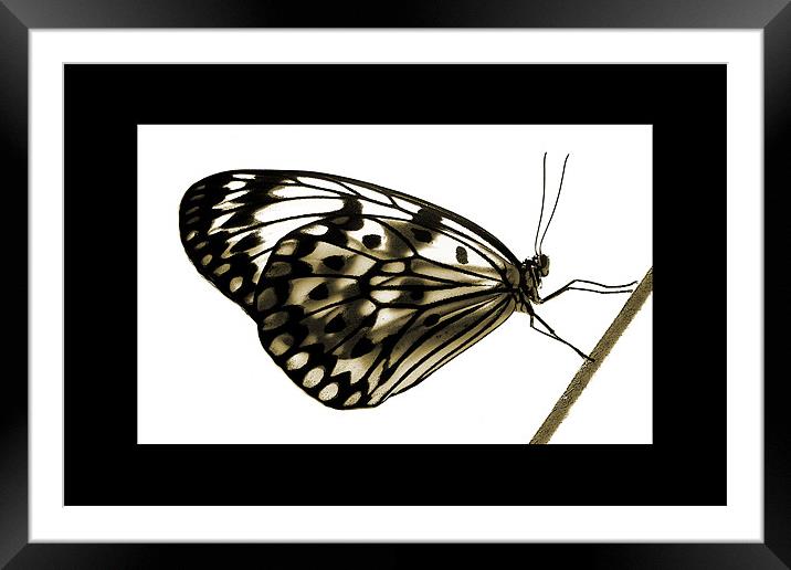 poise Framed Mounted Print by Heather Newton