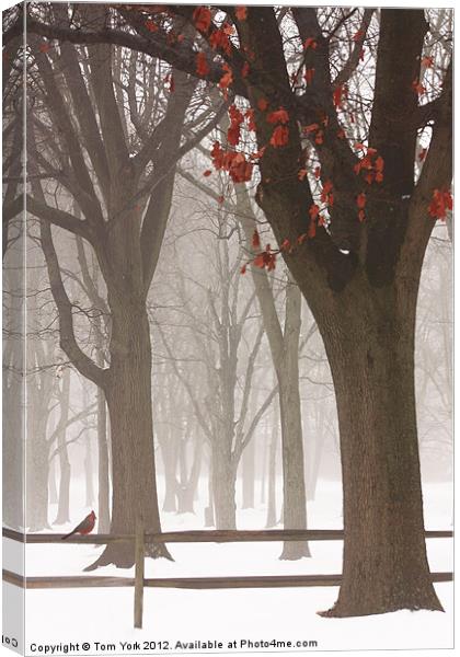 WINTER IN THE WOODS Canvas Print by Tom York