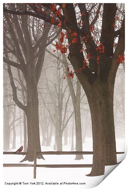 WINTER IN THE WOODS Print by Tom York