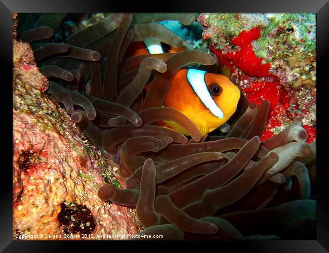 Clown fish in Hiding Framed Print by Serena Bowles
