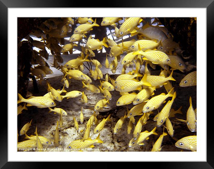 French Grunts Fish Sheltering at Thunderdome Framed Mounted Print by Serena Bowles