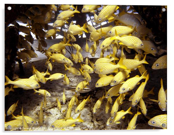 French Grunts Fish Sheltering at Thunderdome Acrylic by Serena Bowles