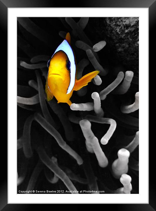 Colourful Clown Fish Framed Mounted Print by Serena Bowles