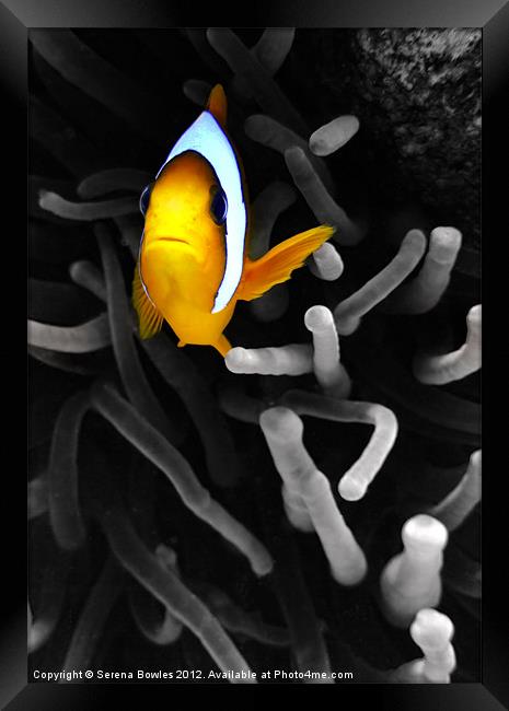Colourful Clown Fish Framed Print by Serena Bowles