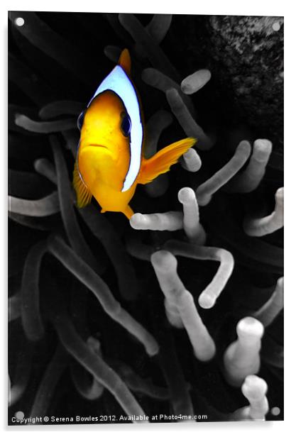 Colourful Clown Fish Acrylic by Serena Bowles