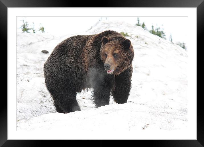 NA grizzly bear in snow Framed Mounted Print by Wally Stubbs