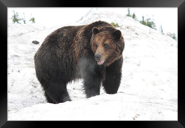 NA grizzly bear in snow Framed Print by Wally Stubbs