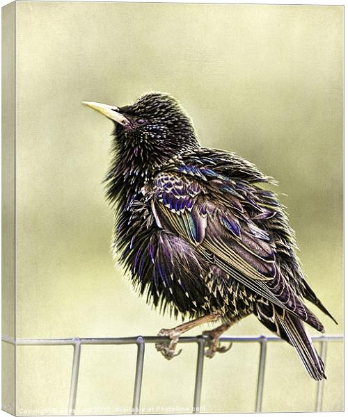 A Bird On A Wire Canvas Print by Chris Lord