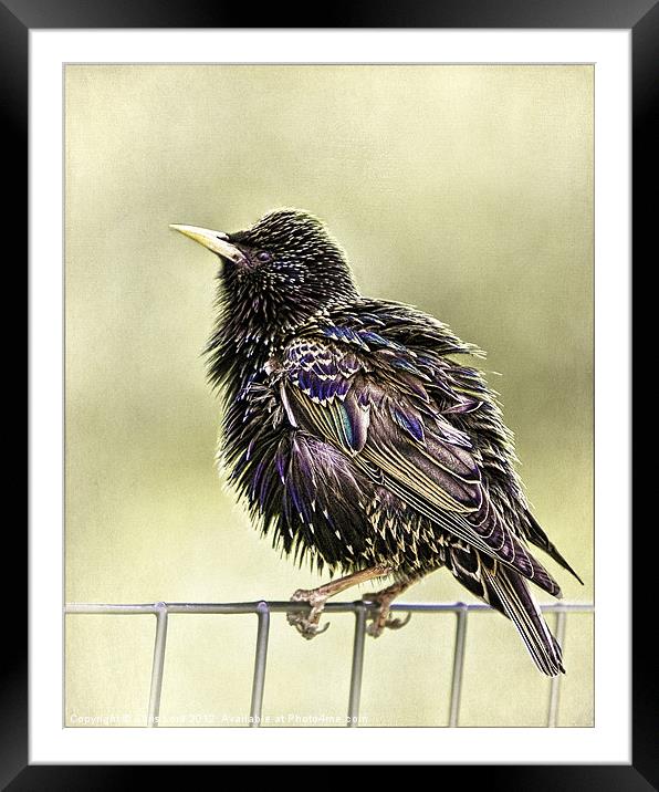 A Bird On A Wire Framed Mounted Print by Chris Lord