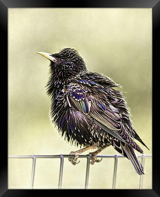 A Bird On A Wire Framed Print by Chris Lord