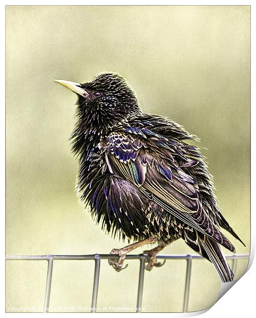 A Bird On A Wire Print by Chris Lord