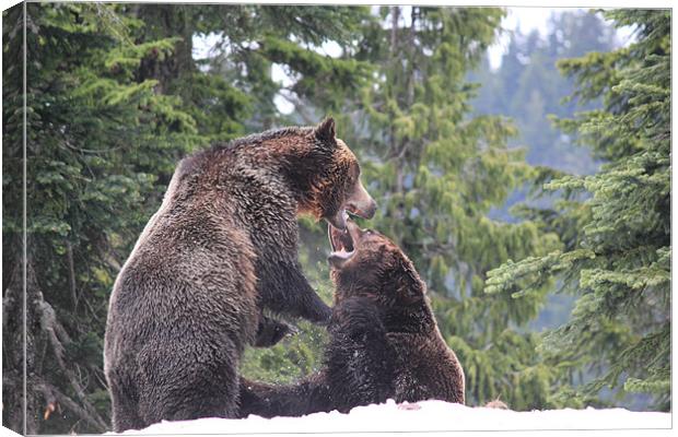 NA Grizzly Bears at Play Canvas Print by Wally Stubbs