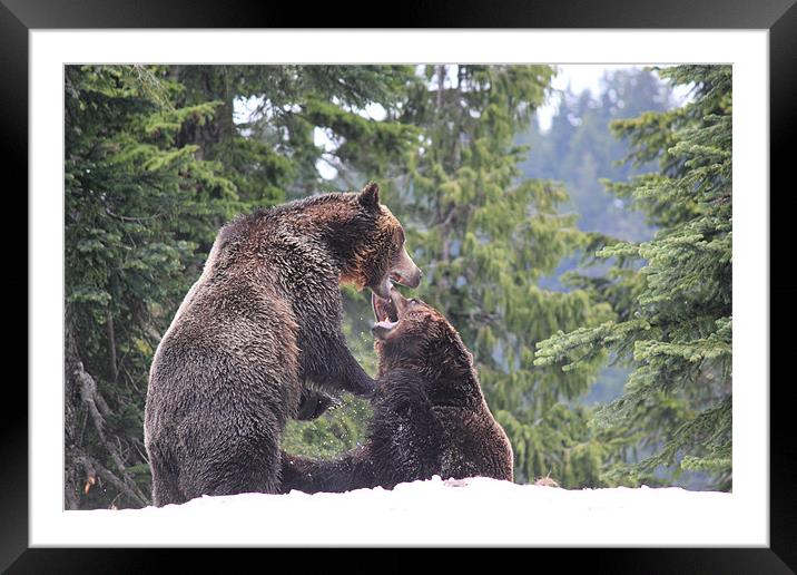 NA Grizzly Bears at Play Framed Mounted Print by Wally Stubbs