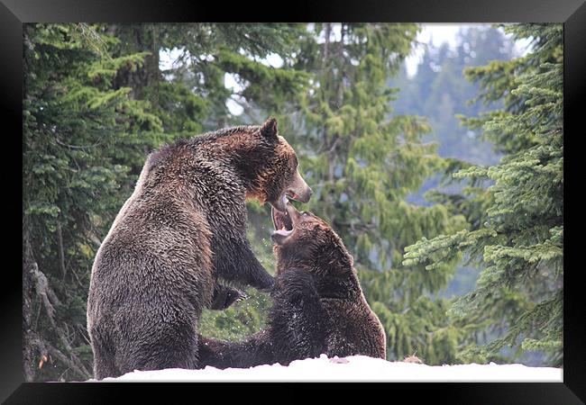 NA Grizzly Bears at Play Framed Print by Wally Stubbs