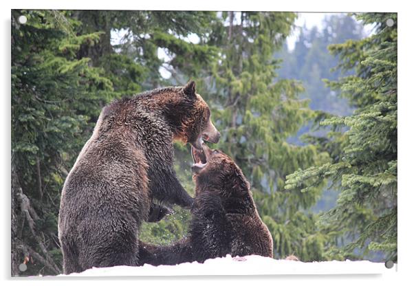 NA Grizzly Bears at Play Acrylic by Wally Stubbs