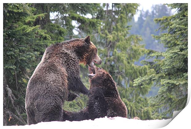 NA Grizzly Bears at Play Print by Wally Stubbs