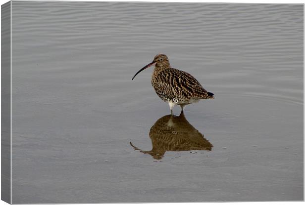 Curlew Canvas Print by barbara walsh