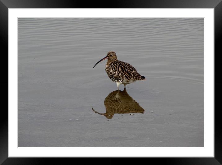 Curlew Framed Mounted Print by barbara walsh