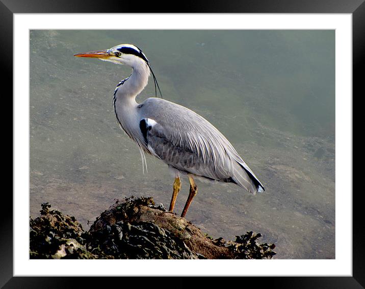 Grey Heron Framed Mounted Print by barbara walsh