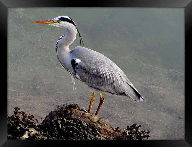 Grey Heron Framed Print by barbara walsh