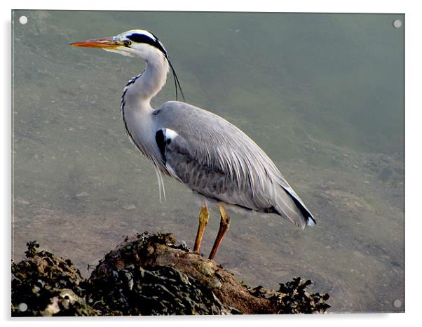 Grey Heron Acrylic by barbara walsh