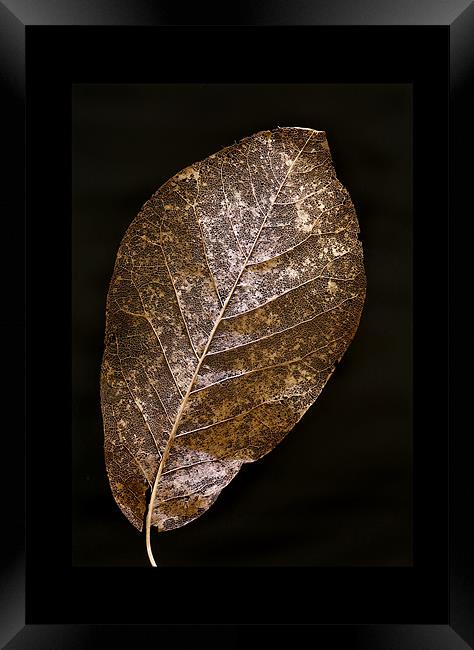 LEAF STUDY Framed Print by Anthony R Dudley (LRPS)