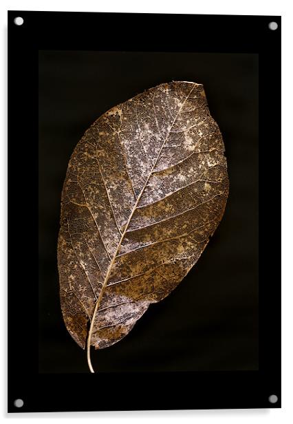 LEAF STUDY Acrylic by Anthony R Dudley (LRPS)