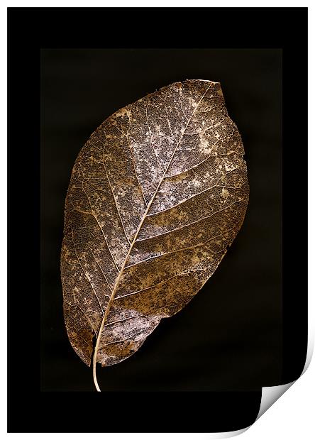LEAF STUDY Print by Anthony R Dudley (LRPS)